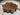Wildflower Shape Brown Drum Coffee Table