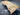Finesse Poplar Wood Slab Table